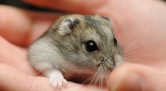 Kako poklicati jungarian hamster